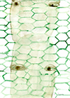 Untitled, 2004, watercolor on paper, 20,8x18,7cm