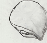 o.T., 2019, Kohle auf Transparentpapier, 20,7x22cm